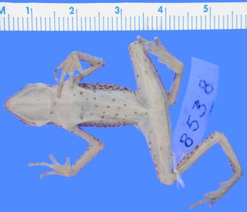Media type: image; Herpetology A-8538
